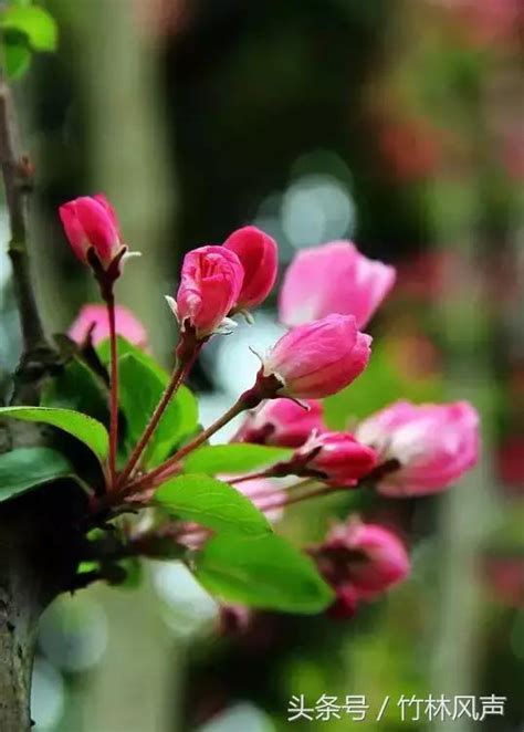 海棠花季節 生理是什麼意思